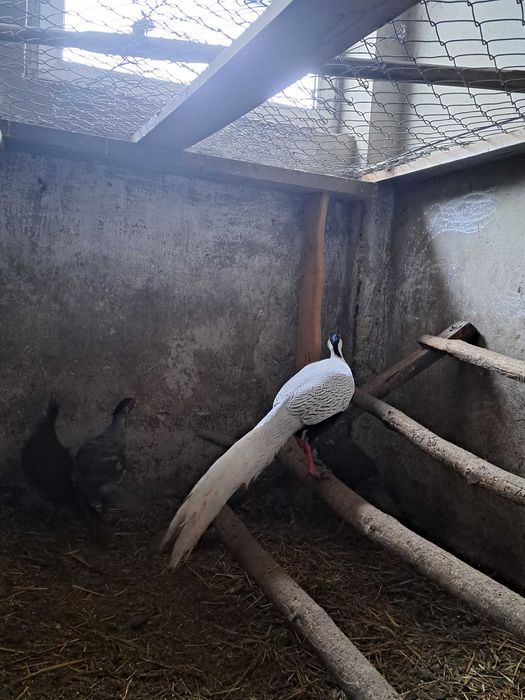Bażanty srebrne, ptaki ozdobne, kury