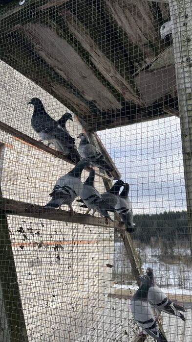 Gołębie Pocztowe Lotowe