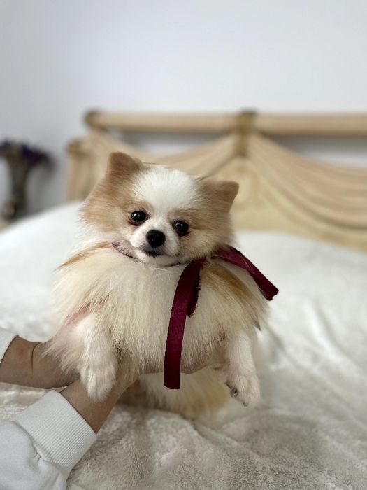 Померанські шпіци — Це не просто цуценята  це любов у формі собаки