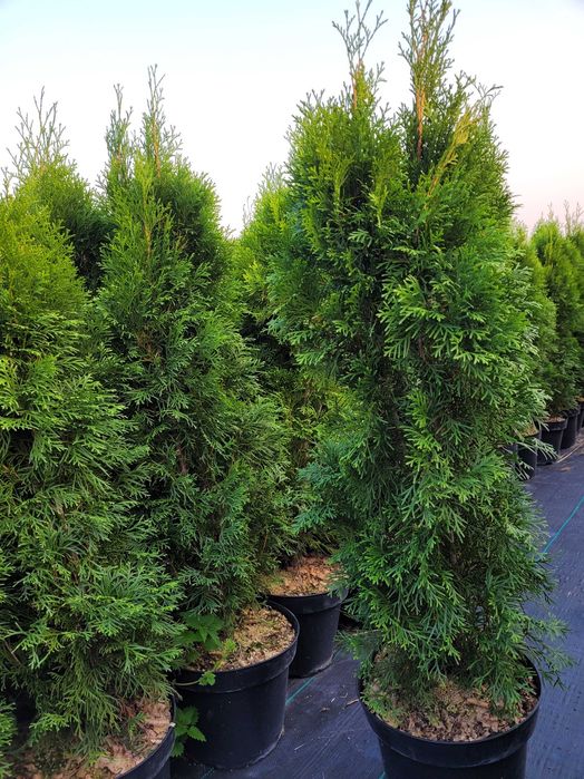 Tuje szmaragd Brwinów, Pruszków