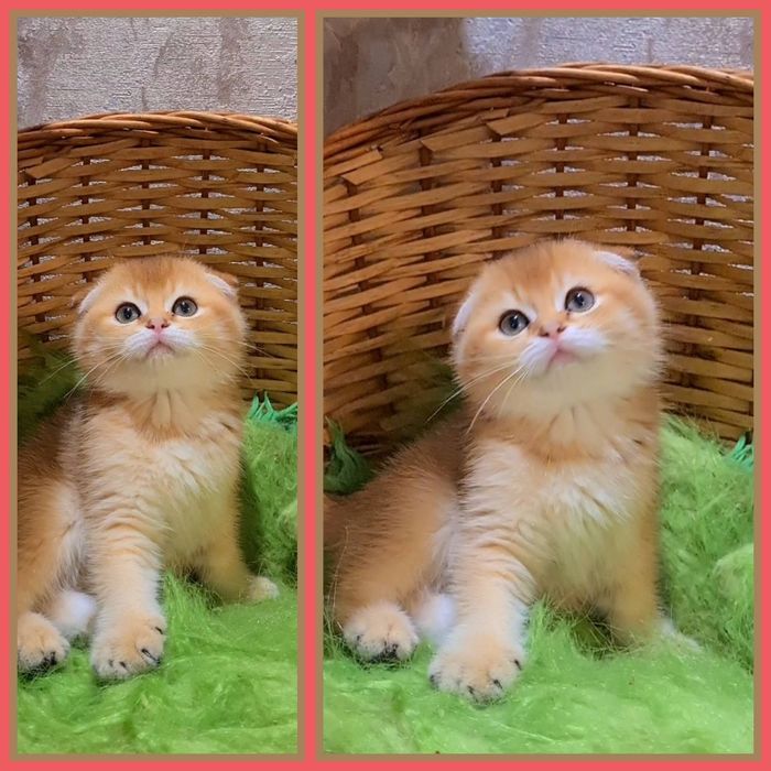 Золота шиншила хлопчик
