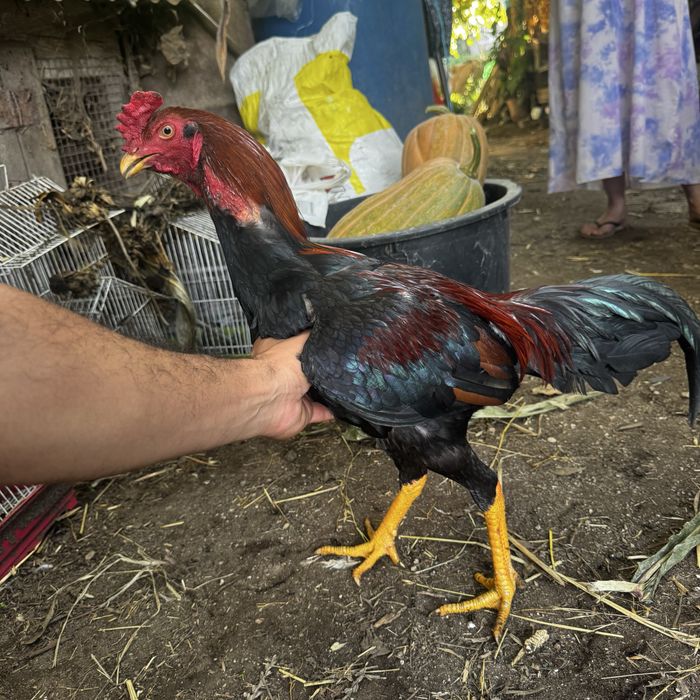 Galo calcutá original do BRASIL