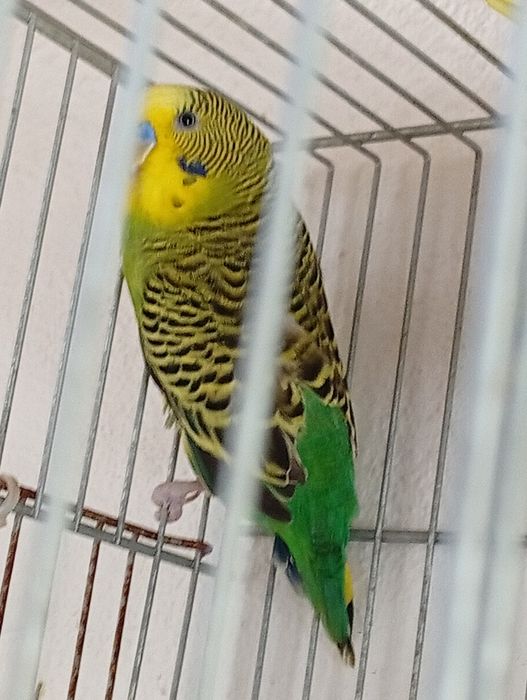 Piriquito macho...