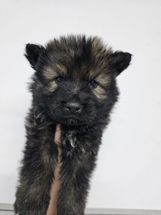 Owczarek staroniemiecki