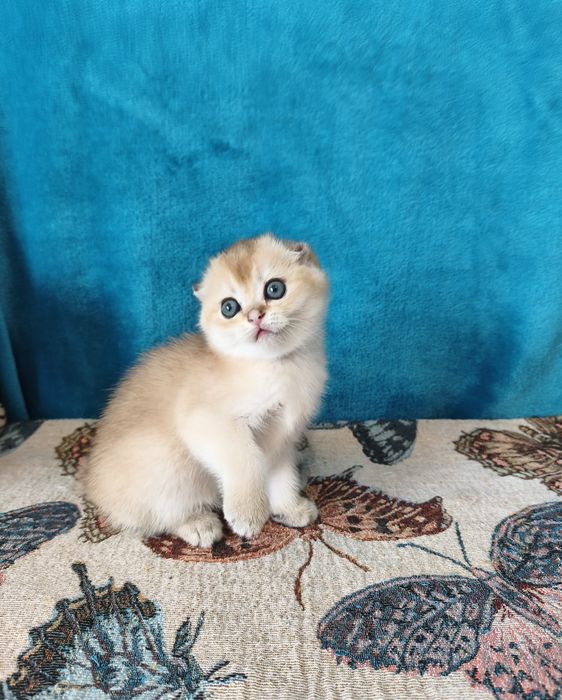 Золоті шиншилли кошенята