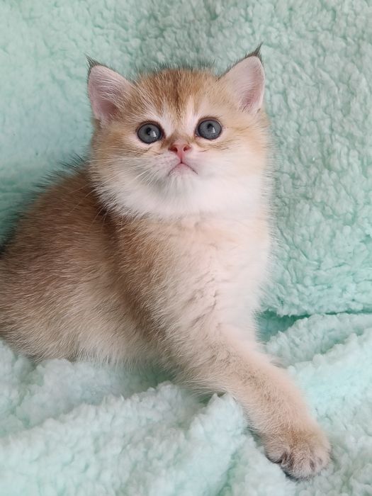 British shorthair golden chinchilla NY 11 -12