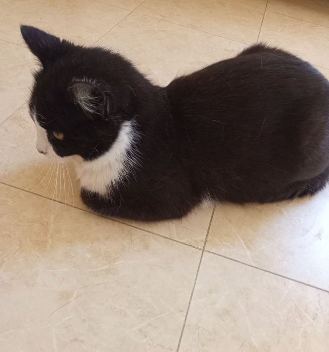 Отдам даром в добрые руки черно-белую кошечку
