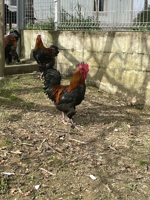 Galo maran preto cobre com 1 ano