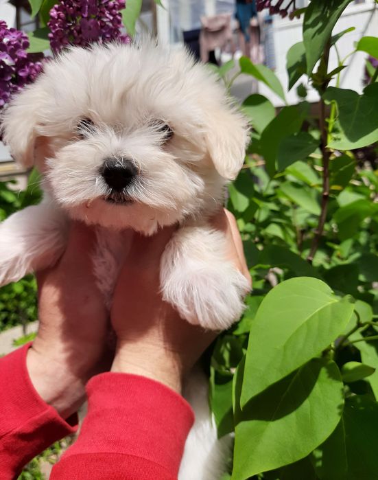 Мини малыш Мальтезочка )