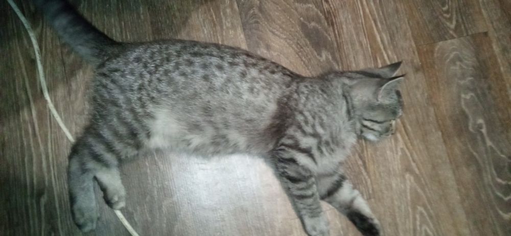 сірий котик, метис