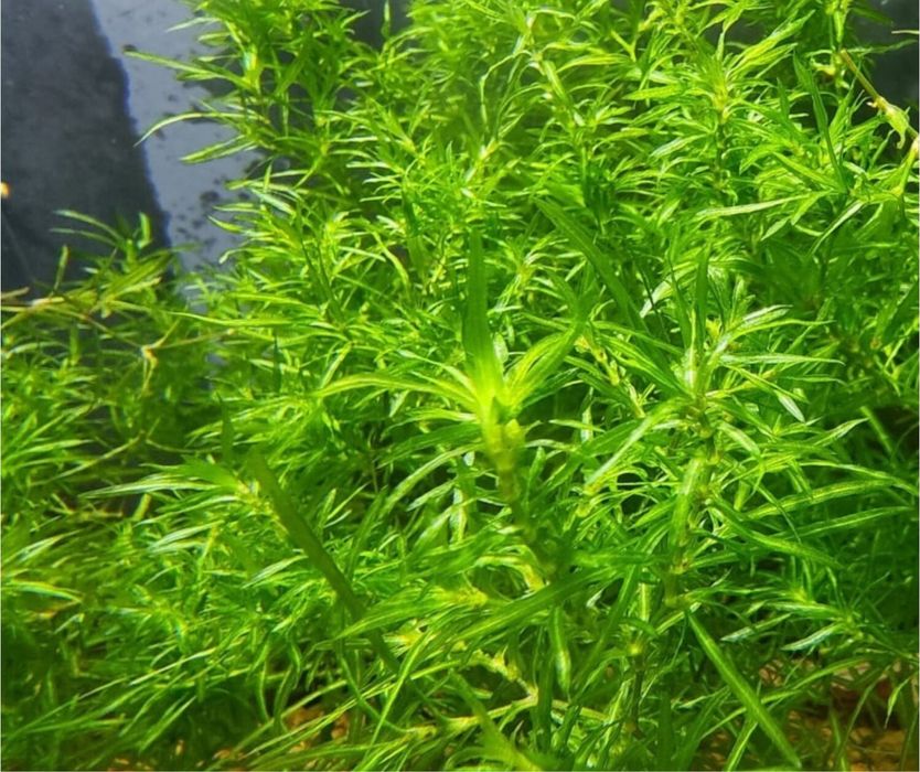 Naja-Guppy Graas