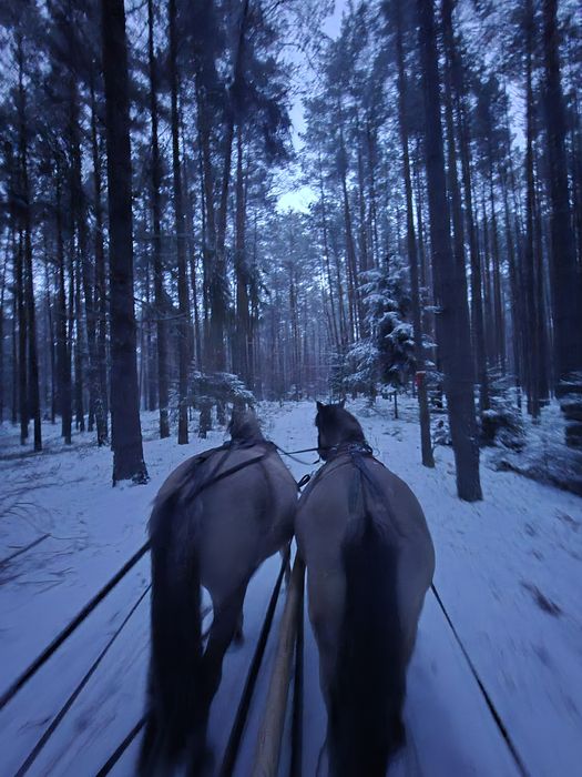 Kulig kuligi zaprzęgiem konnym