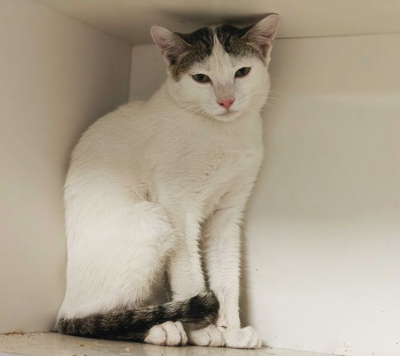 Ясік, 10 місяців — муркотливий котик шукає дім // кіт кошеня кішка