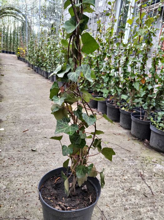 Bluszcz Hedera Hellix. pospolity, zimozielony, od 110 cm do 150 cm