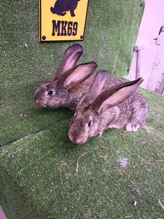 Olbrzym belgijski szary z rodowodem