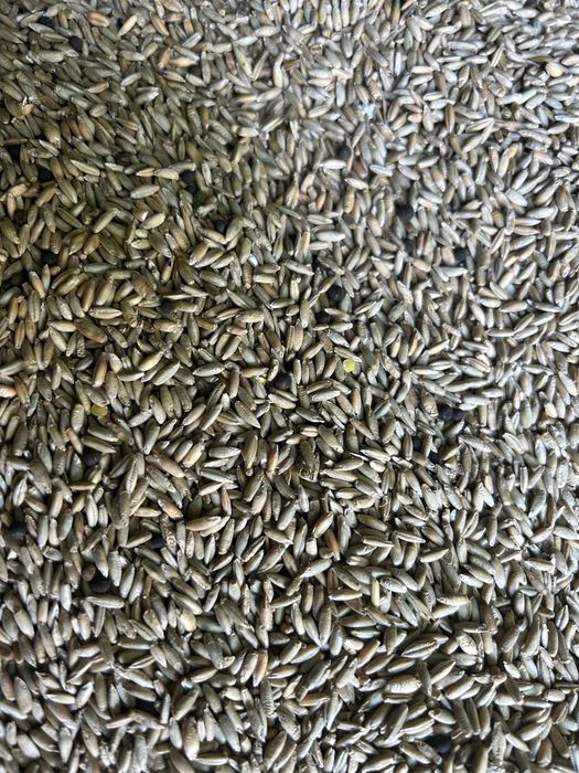 Żyto ozime Dankowskie Hadron  ekologiczne