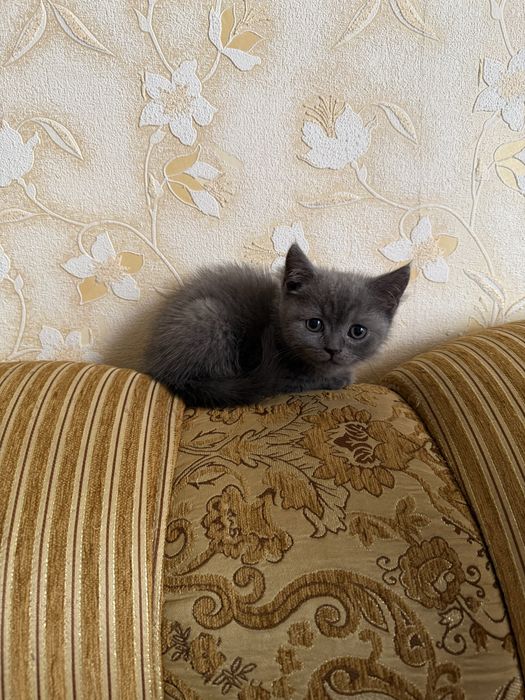 Шотландські прямовухі кошенята шукають люблячу сімʼю)