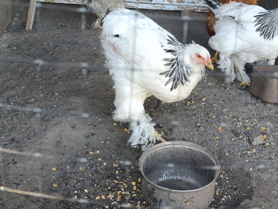 Продам молодь Брами