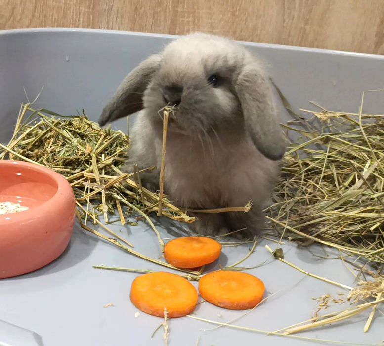 Мікро, кролик minilop