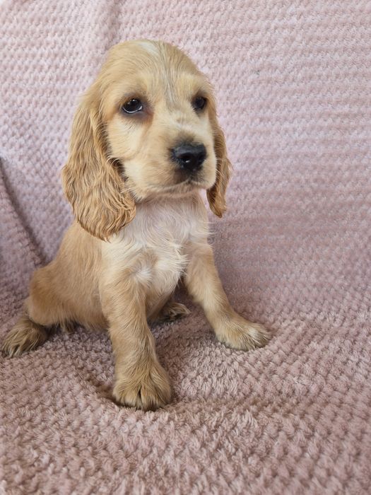 Cocker spaniel suczka 1
