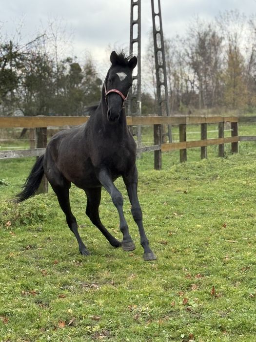 Ogier małopolski pilna srzedaż