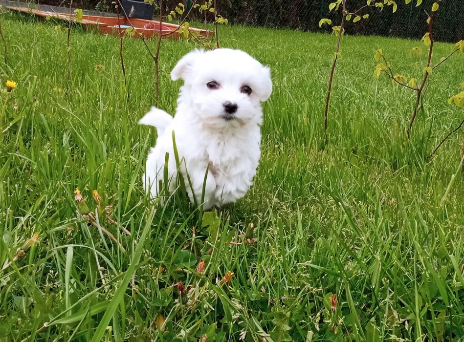 Maltańczyk, śliczny  szczeniak, zapraszamy do rezerwacji