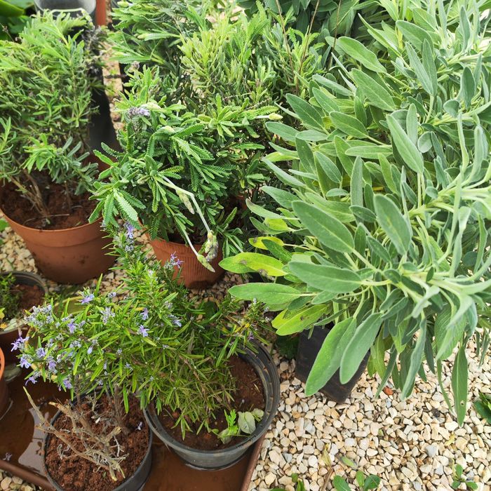 Vende-se várias ervas aromáticas