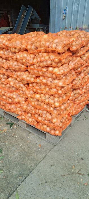 Cebula żółta Fasto z siewu wiosennego