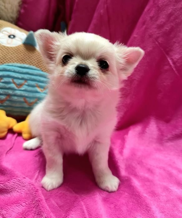 Chihuahua piesek długowłosy po Championach  FCI
