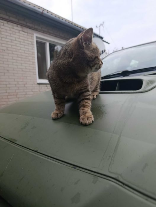 Візьміть в сім 'ю котика з Донбасу
