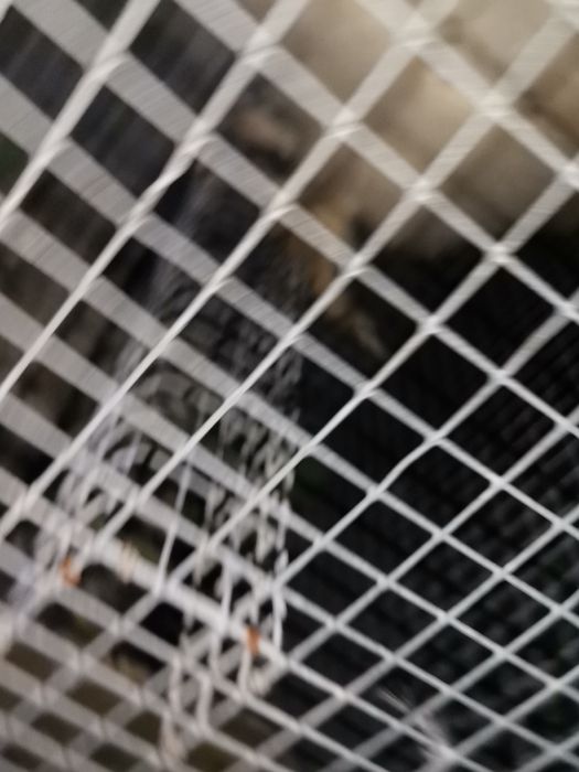 Troco ou vendo galinha sedousa