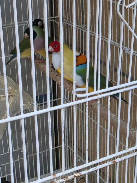 Diamantes Gould 2026