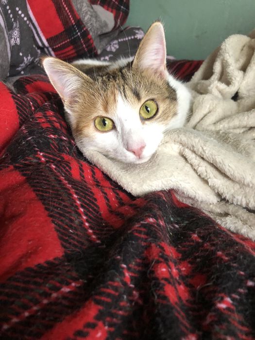 Котенок в добрые руки