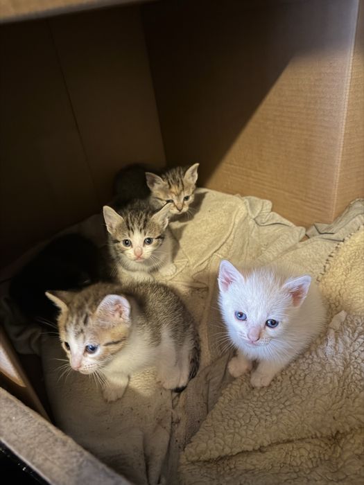 Gatinhos para doar
