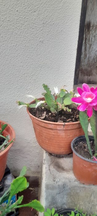 Vasos com suculentas/cactos baratoss...