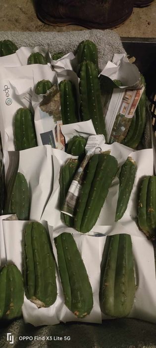 Cactos San Pedro / wachuma.cacto.sagrado