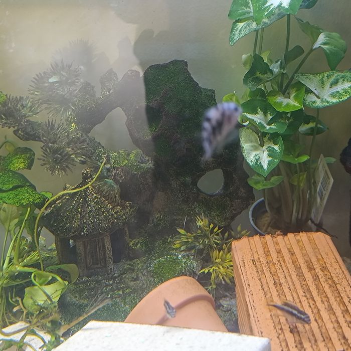 Papagaio anão varios