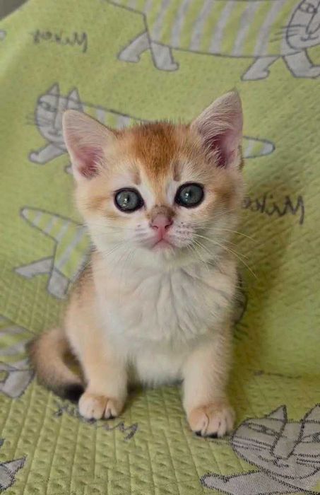 Шотландские котята (ЗОЛОТАЯ ШИНШИЛЛА)
