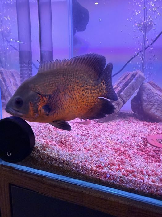 Peixes Ciclideos Americanos