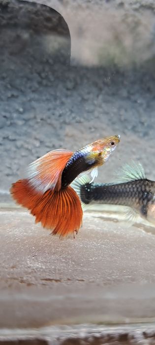 Gupiki tuxedo 30 szt mojej hodowli okazja