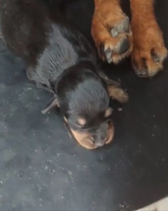 Cães bebes para a adopção