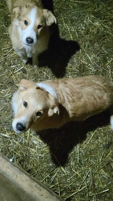 Szczeniaki owczarka szkockiego