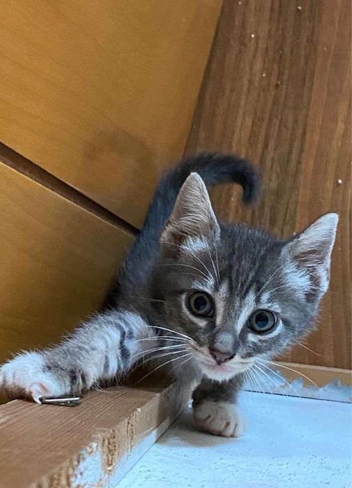 Adoção  de gatinhos