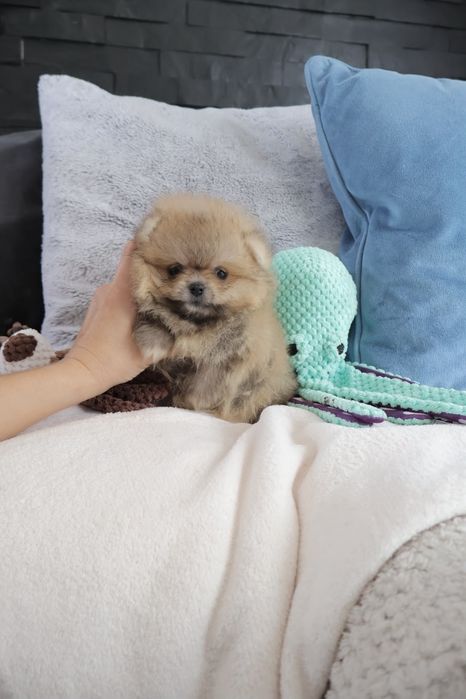 Lulu da Pomerânia. Super Mini.Ursinho Russo. Spitz anão. LOP e Afixo.
