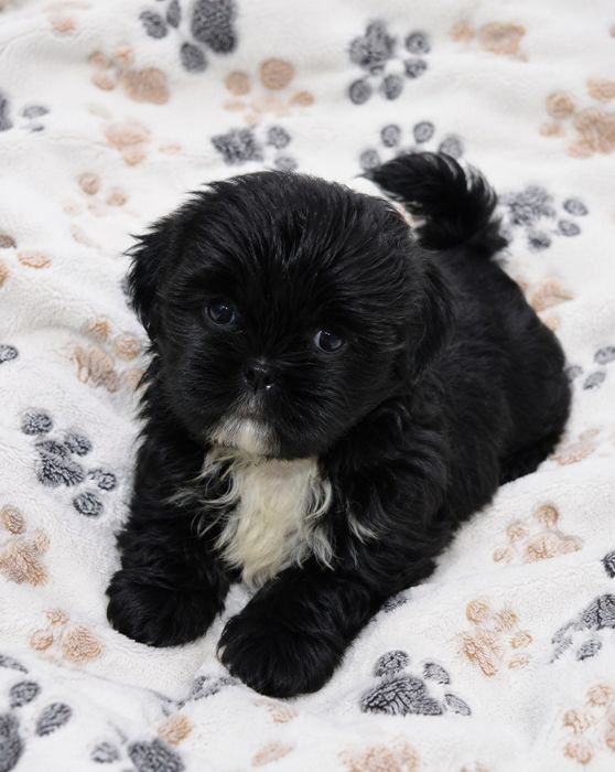 Shih Tzu piękna suczka
