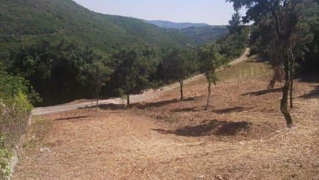 Limpeza de terrenos abate de árvores