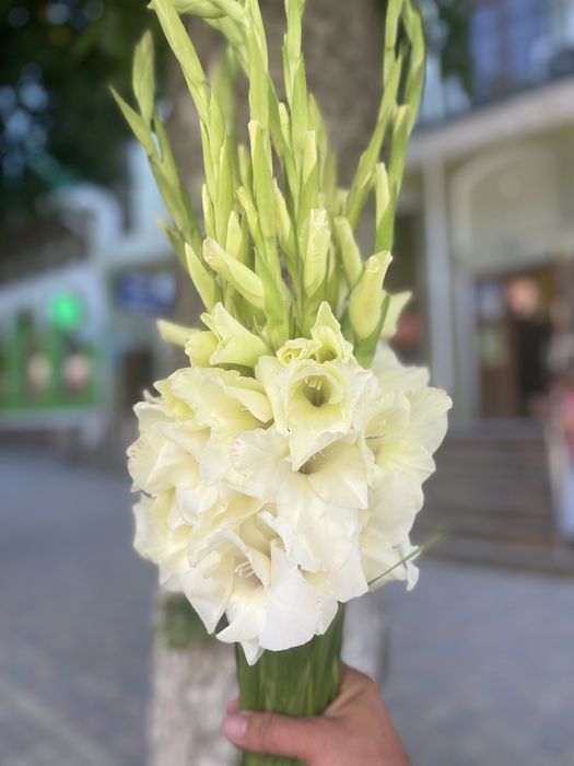 Цибулини білих гладіолусів