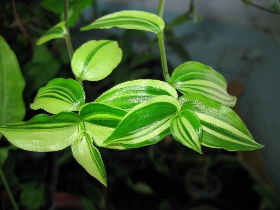 бегония вечноцветущая