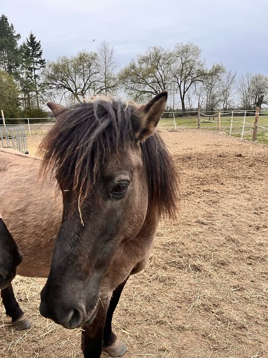 Klacz konik Polski