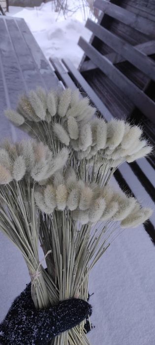 Лагурус, фалярис, полба, овес